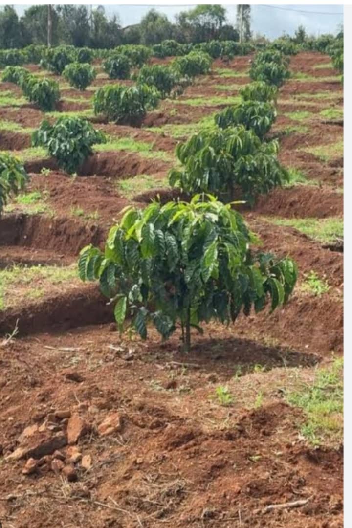 unlocking-nigerias-agricultural-potential2